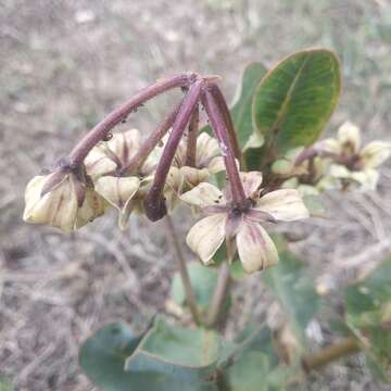 Sivun Asclepias lynchiana M. Fishbein kuva