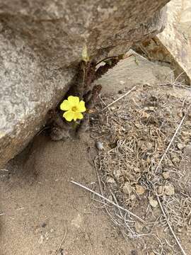 Imagem de Oxalis megalorrhiza Jacq.