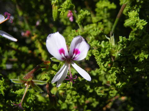 Image of Pelargonium crispum (Berg.) L'Her.