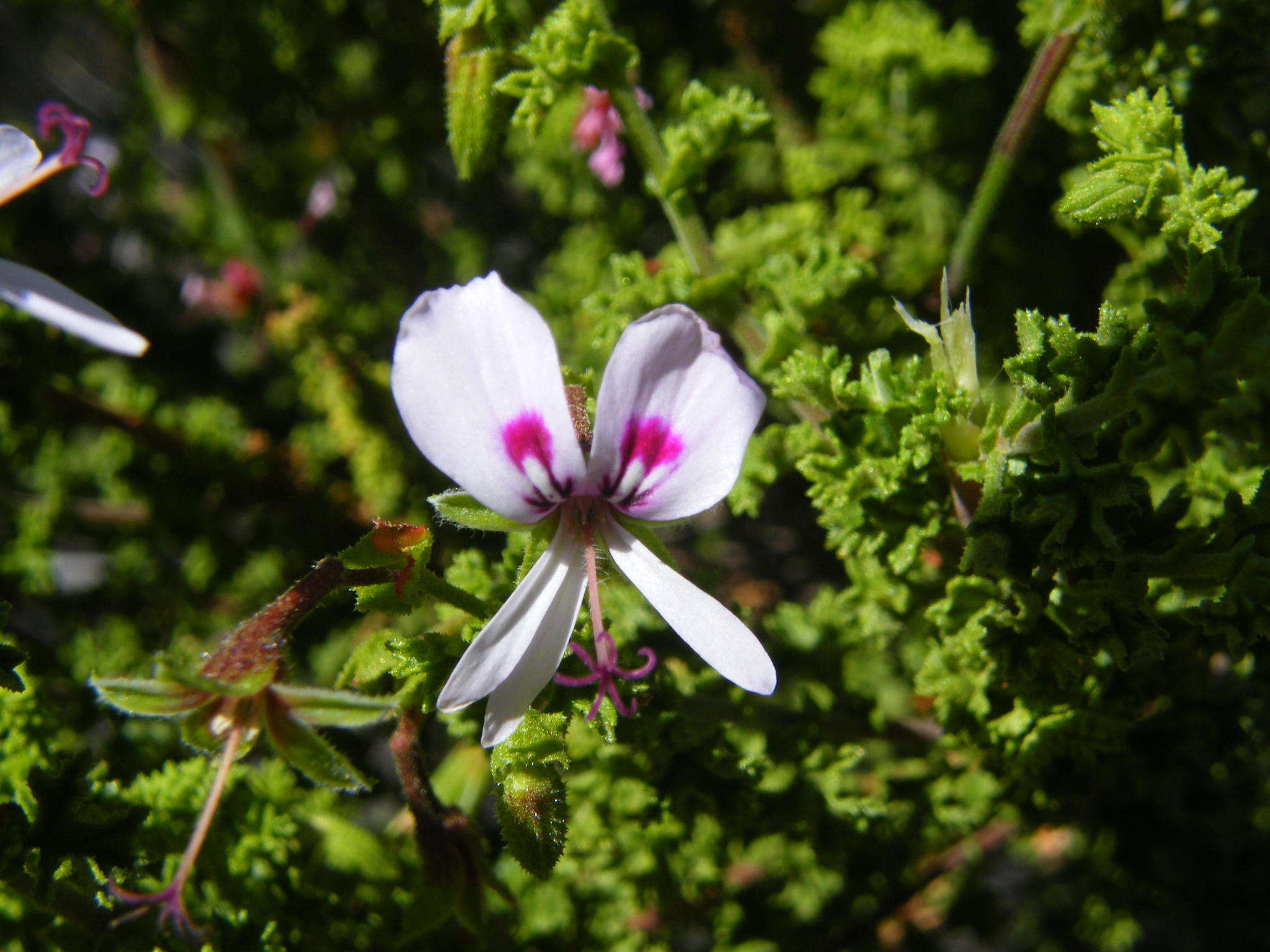 Image of Pelargonium crispum (Berg.) L'Her.