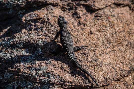 Image of Peers’ Girdled Lizard