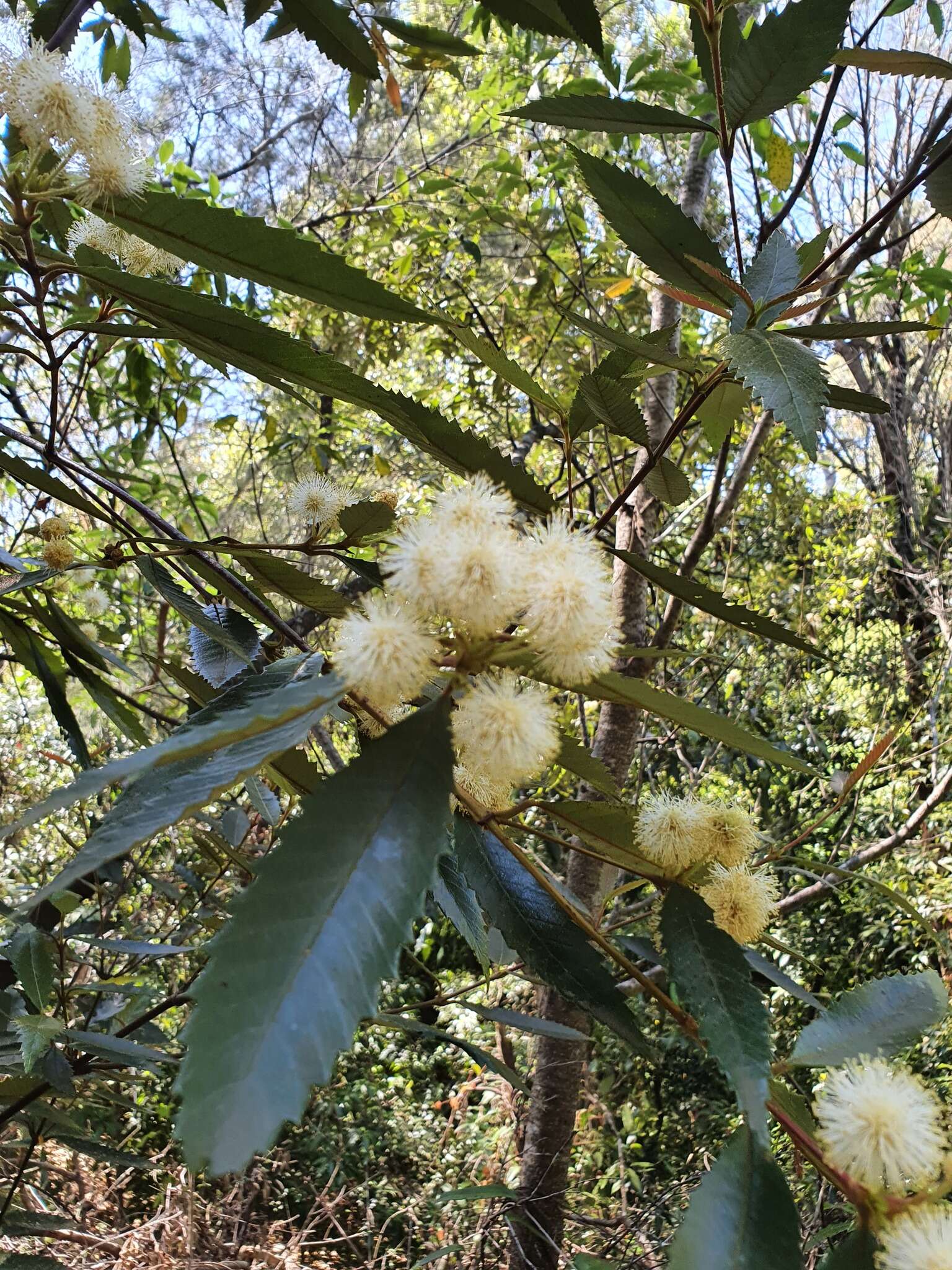 Image of black wattle