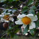 Image of Grantham's Camellia