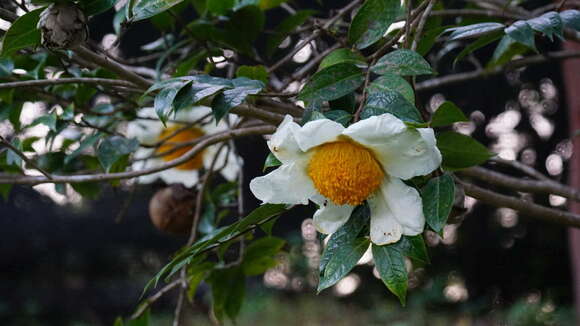 Imagem de Camellia granthamiana Sealy