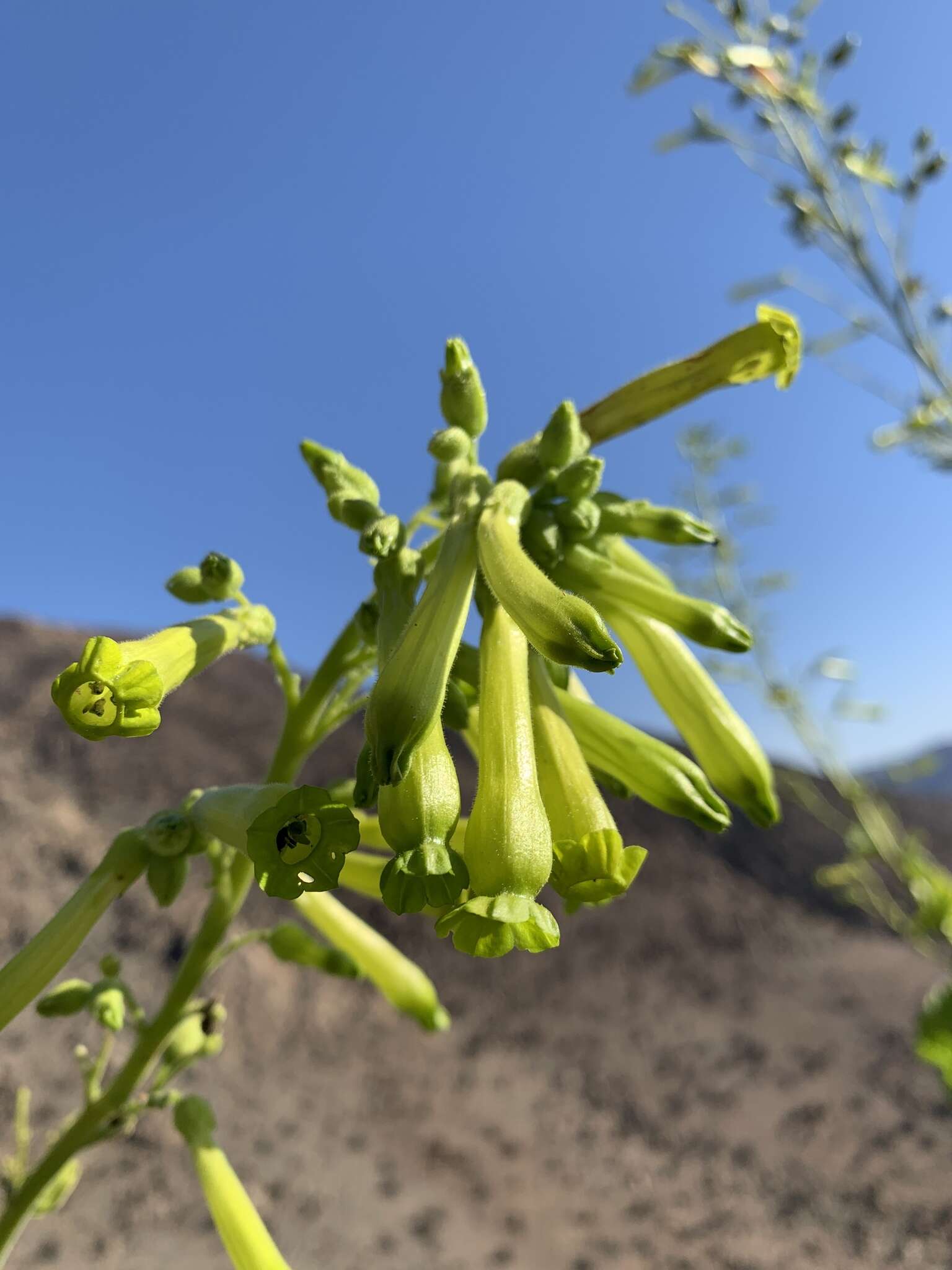 Image of Nicotiana solanifolia Walp.