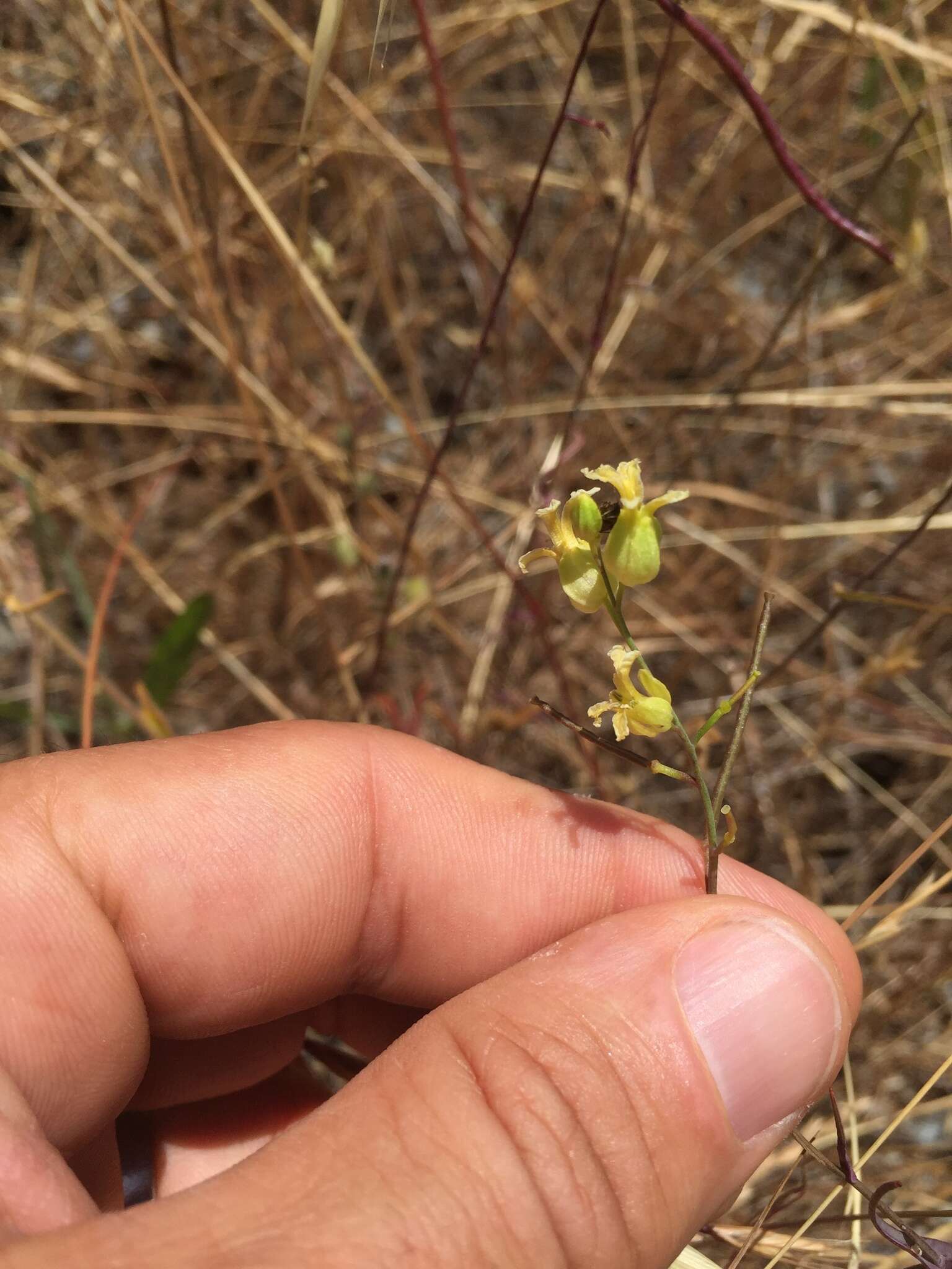 Слика од Streptanthus glandulosus subsp. sonomensis (Kruckeberg) M. Mayer & D. W. Taylor