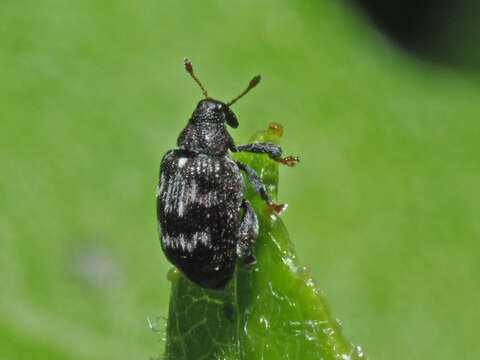 Image of Tachyerges decoratus Redtenbacher & L. 1849