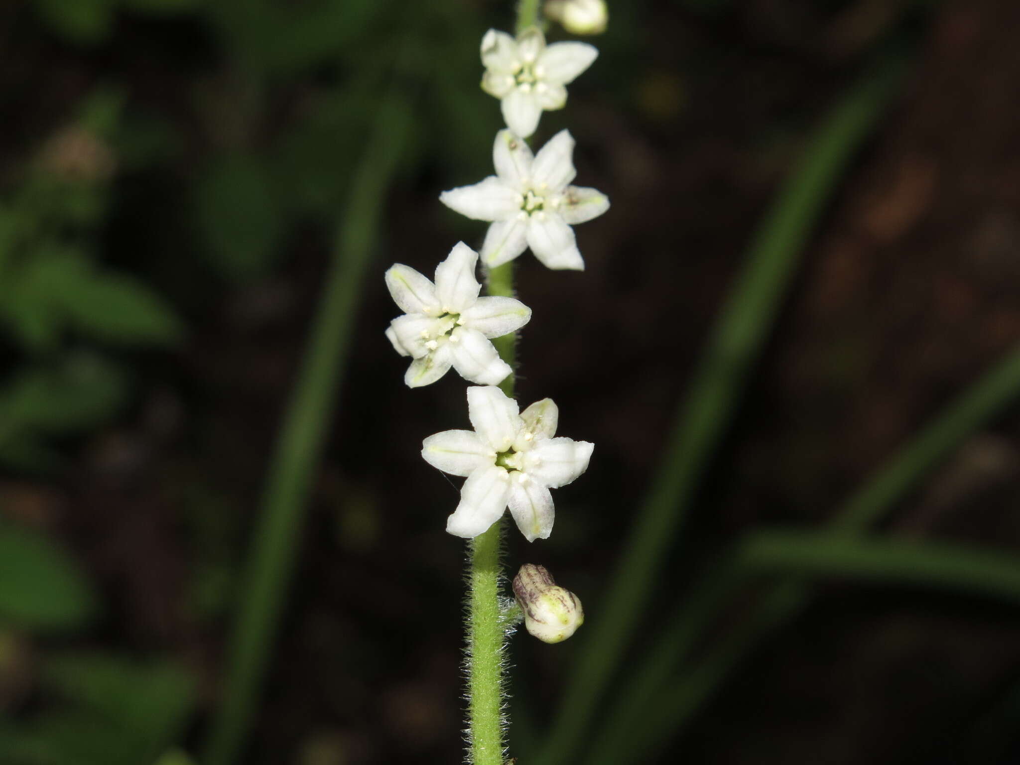 Слика од Maianthemum szechuanicum (F. T. Wang & Tang) H. Li