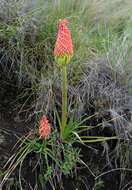 Image of Kniphofia stricta Codd