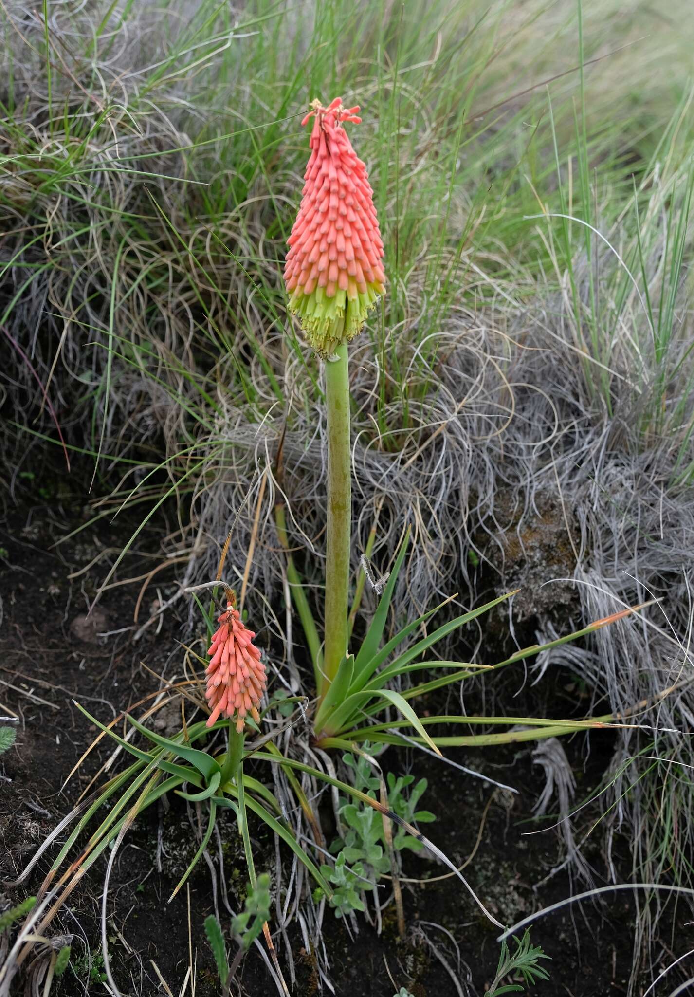 Image of Kniphofia stricta Codd