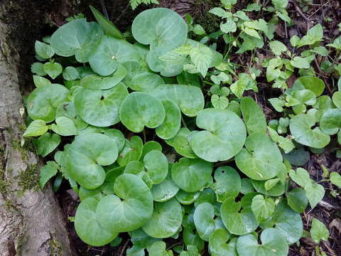 Image of Asarum europaeum subsp. europaeum