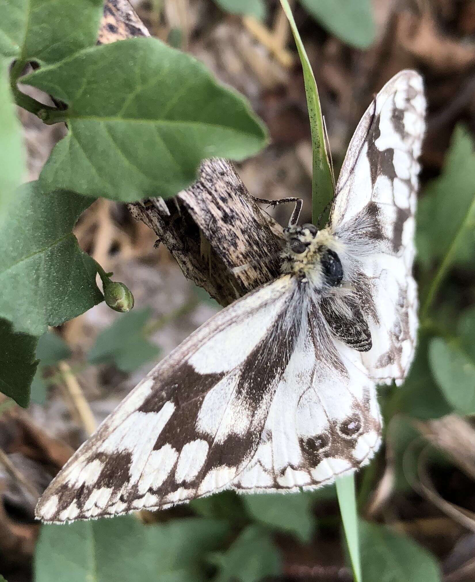 Plancia ëd Melanargia lachesis Hübner 1790