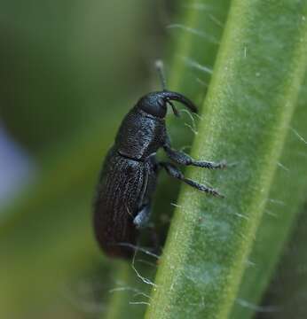 Image of Weevil