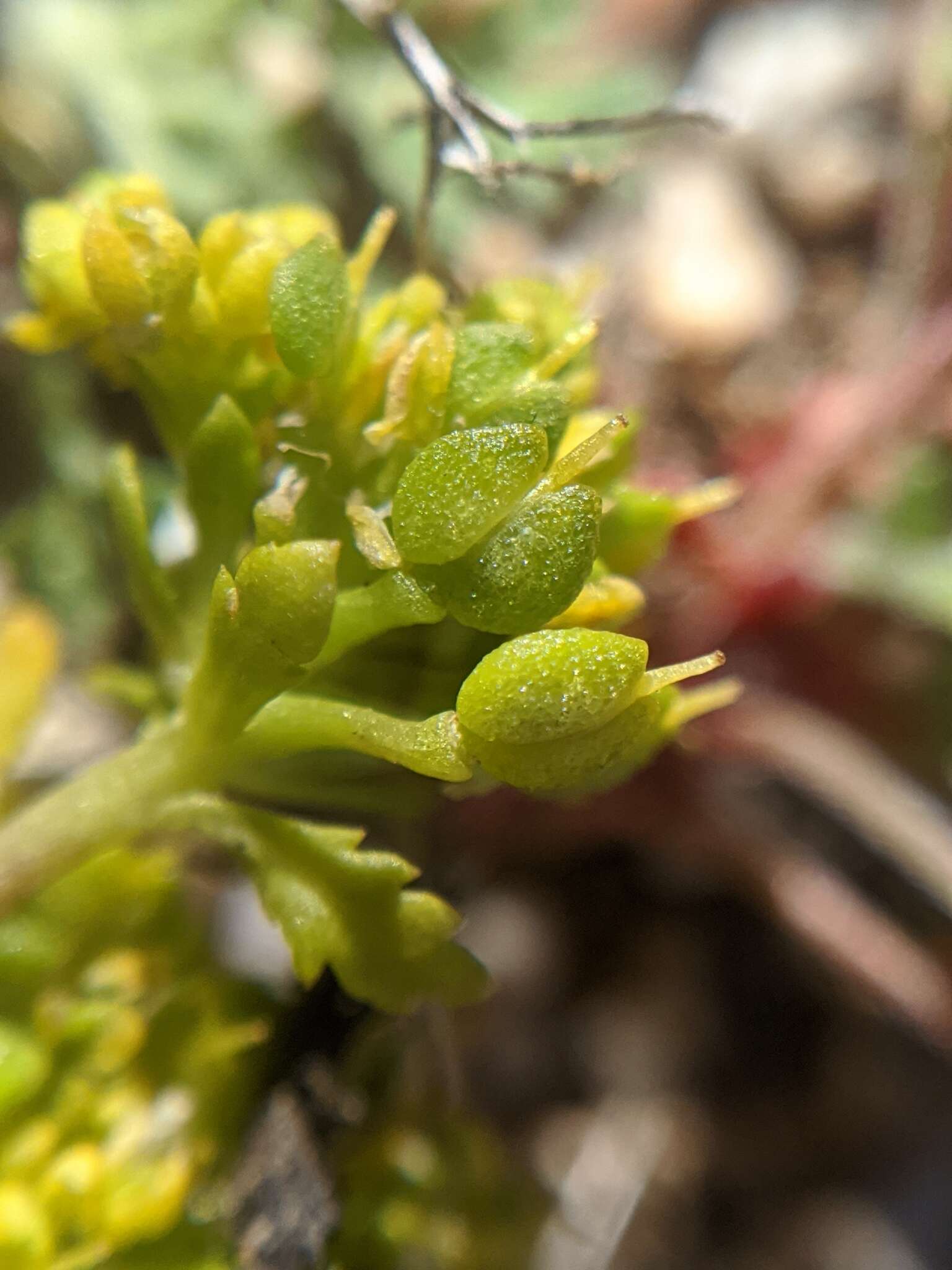 Image of yellow pepperweed