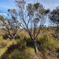 Image of Eucalyptus ligustrina A. Cunn. ex DC.