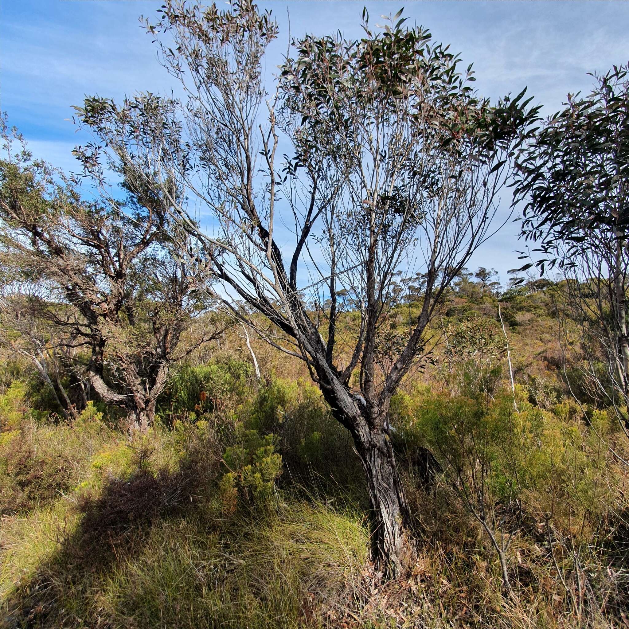 Image of Eucalyptus ligustrina A. Cunn. ex DC.