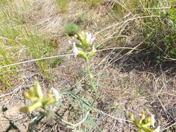 Imagem de Astragalus sclerocarpus A. Gray