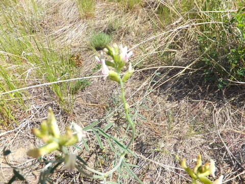 Imagem de Astragalus sclerocarpus A. Gray