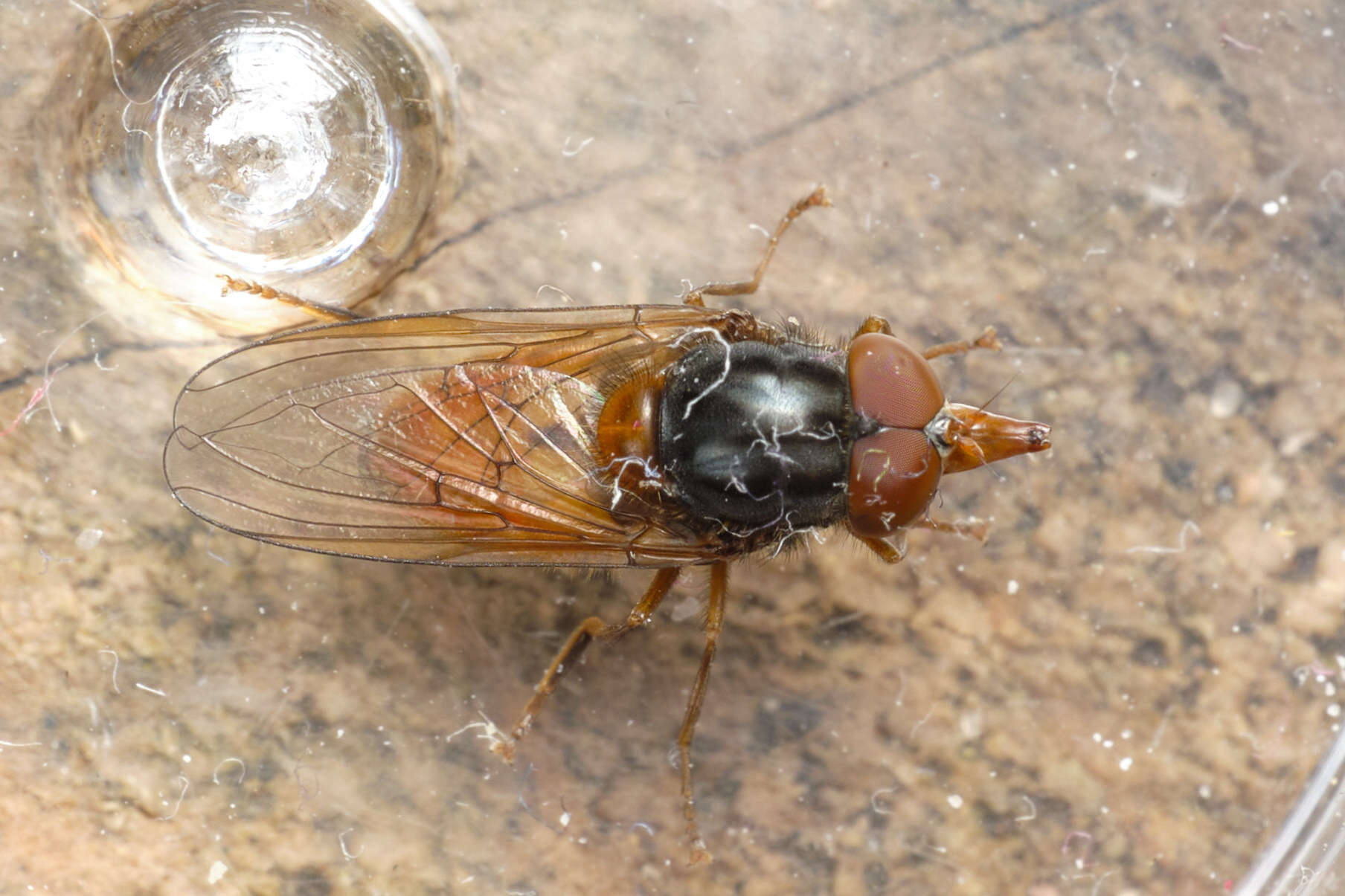 Image of Rhingia rostrata (Linnaeus 1758)