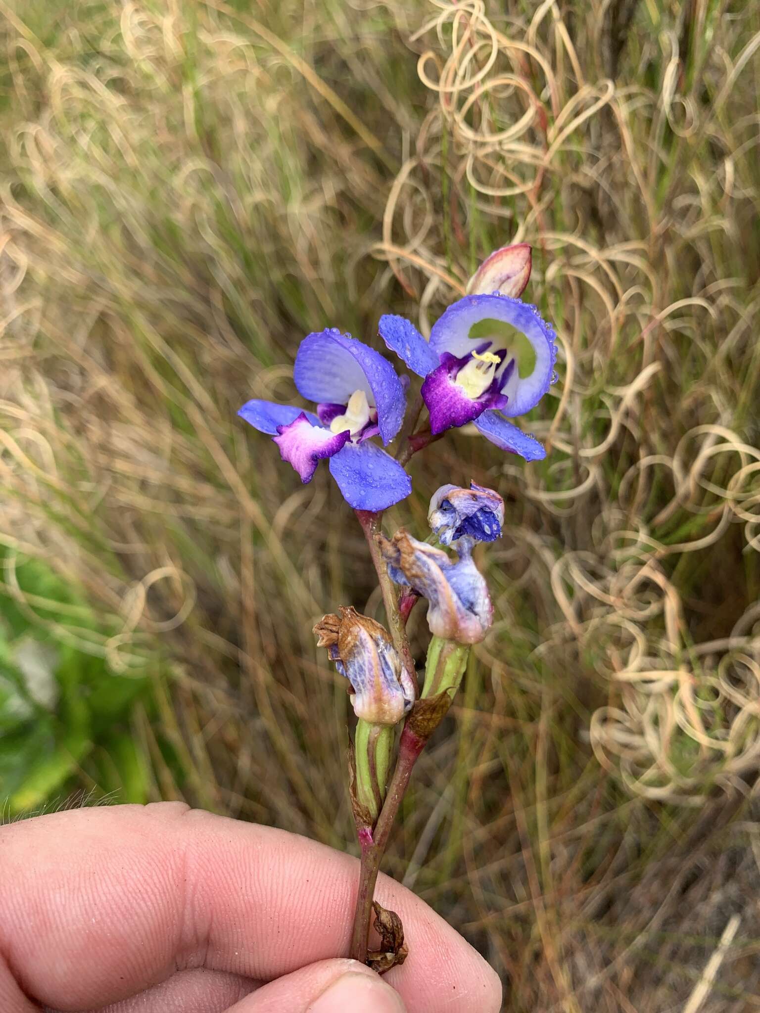 Disa graminifolia Ker Gawl. ex Spreng. resmi