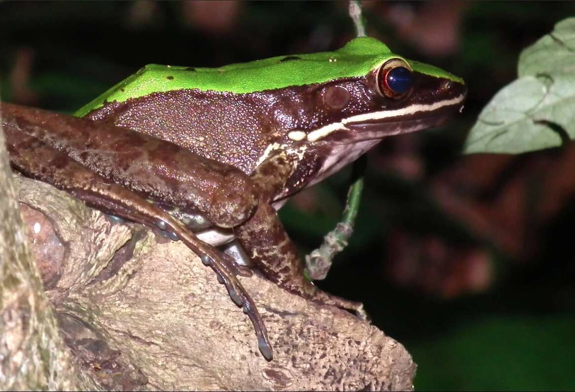 Image of large odorous frog