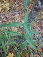 Image of threetooth hawkweed