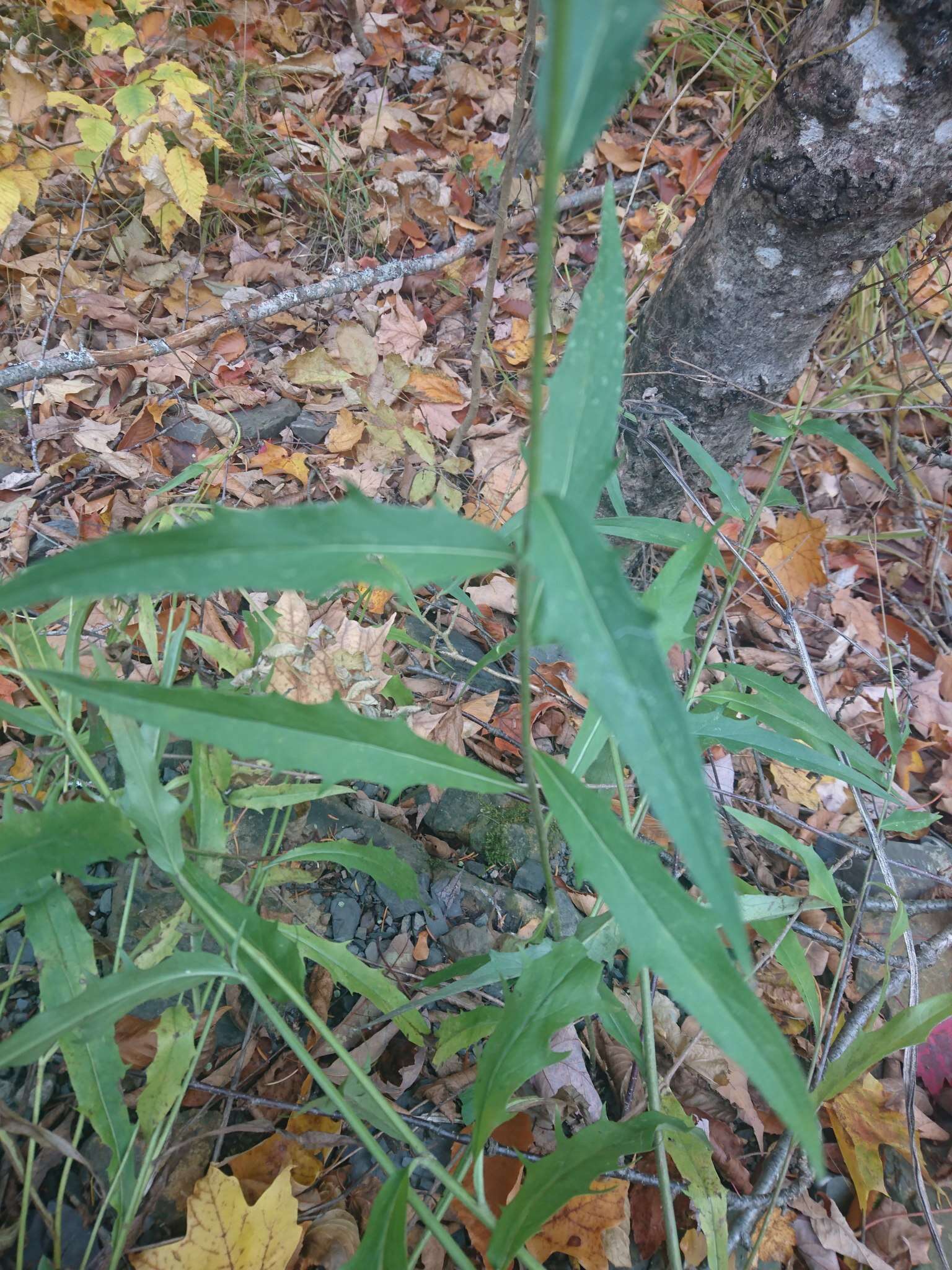 Image of threetooth hawkweed