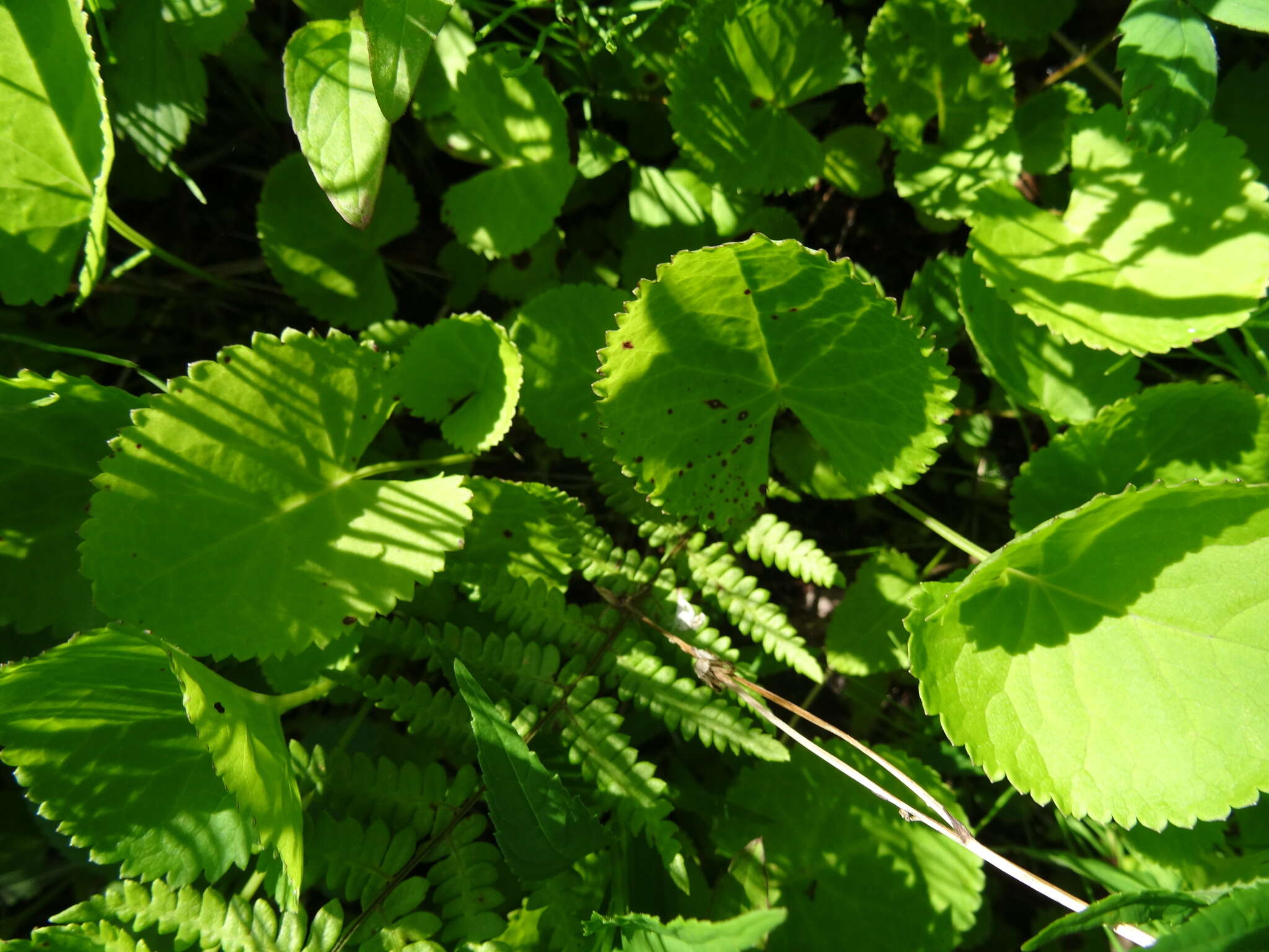 Image of golden ragwort