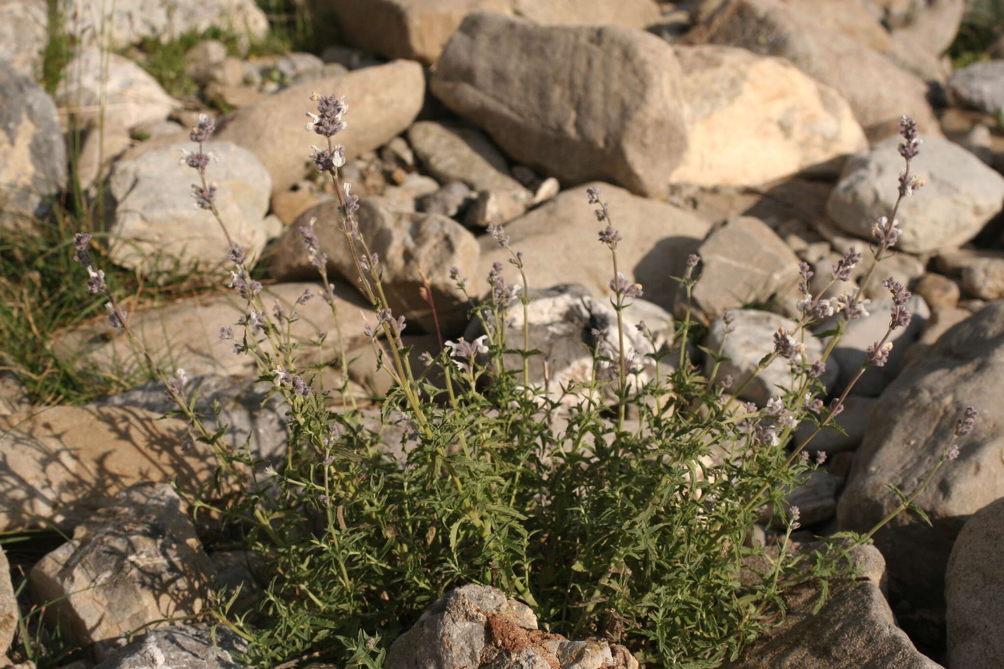 Image de Nepeta nepetella L.