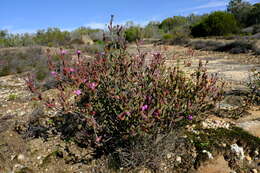 Ruschia lapidicola L. Bol. resmi