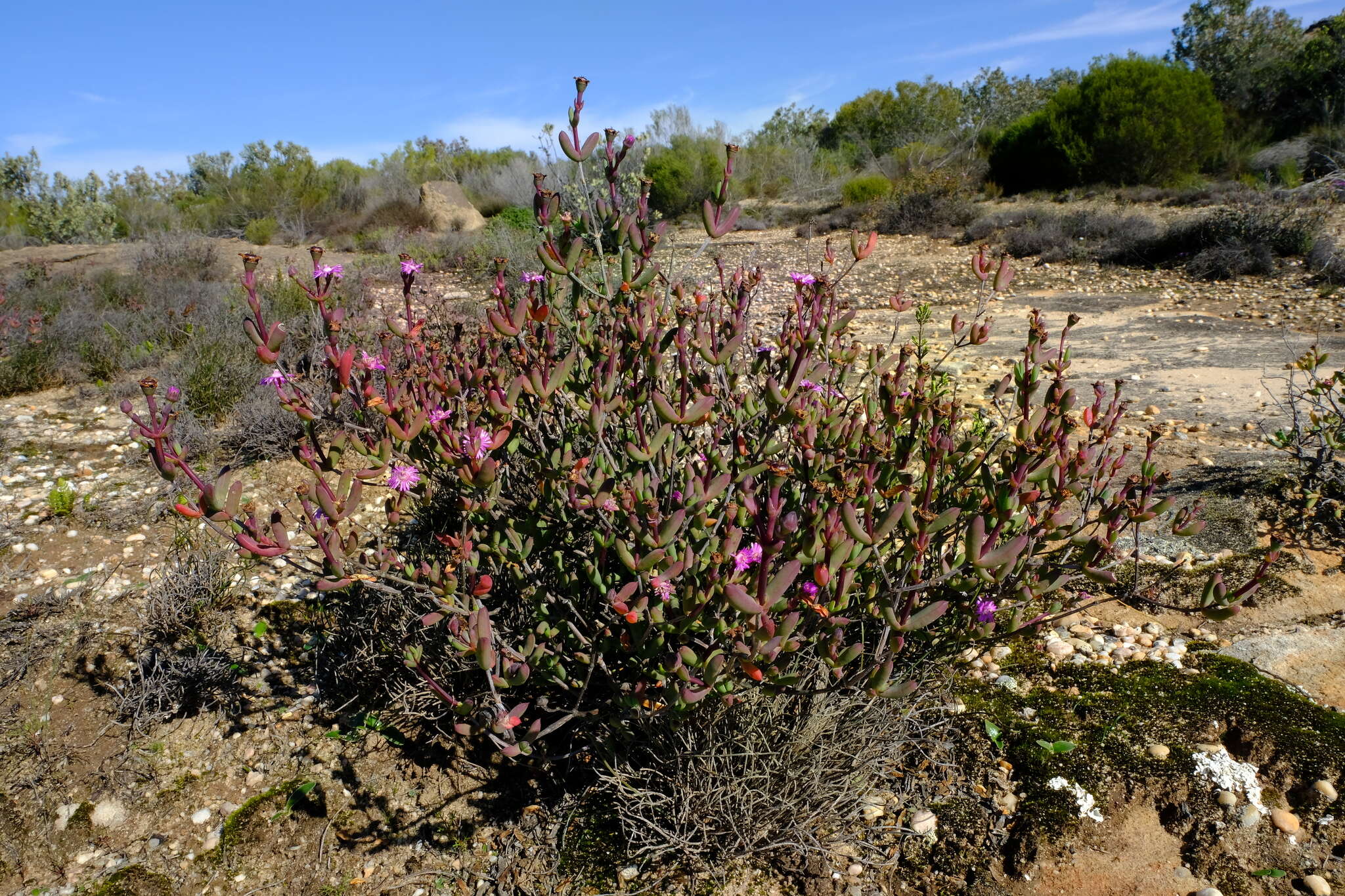 Ruschia lapidicola L. Bol. resmi