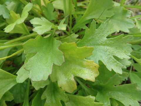 Image of arctic daisy