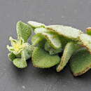 Image of Chenopodium desertorum subsp. microphyllum Paul G. Wilson