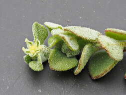 Image of Chenopodium desertorum subsp. microphyllum Paul G. Wilson