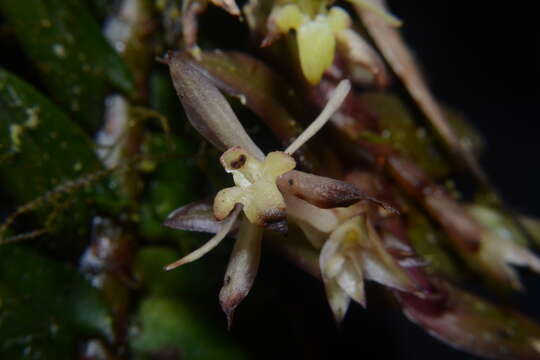 Image of Epidendrum madsenii Hágsater & Dodson