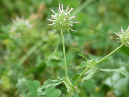 Image of Upright Clover