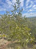 Image of Red bushwillow