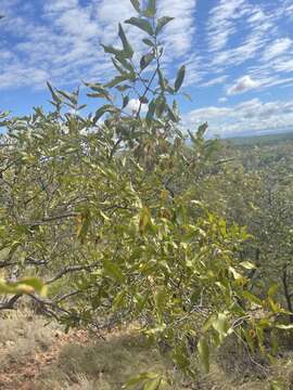 Imagem de Combretum apiculatum subsp. apiculatum