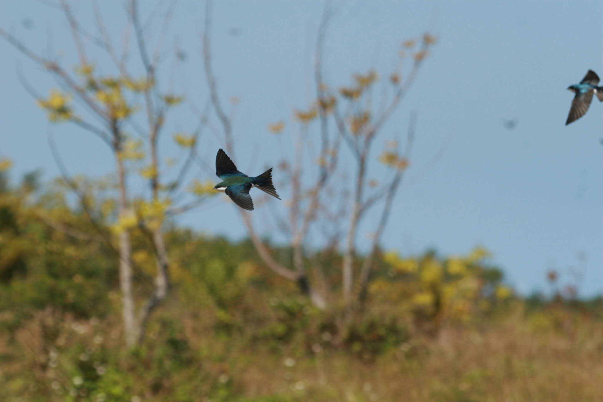 Image of Bahama Swallow