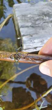 Image of Pelocoris femoratus (Palisot de Beauvois 1820)