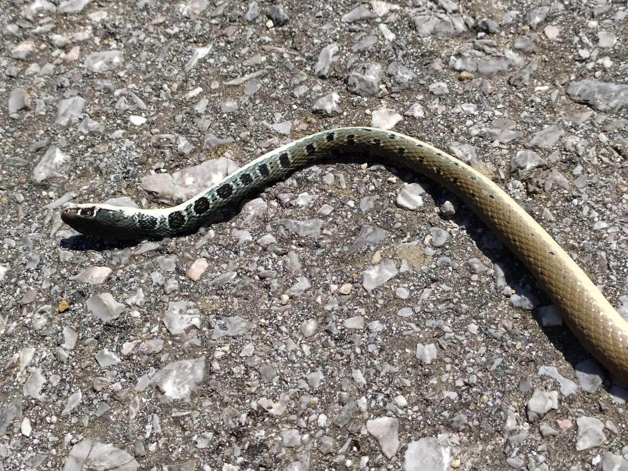 Image of Dahl's Whip Snake