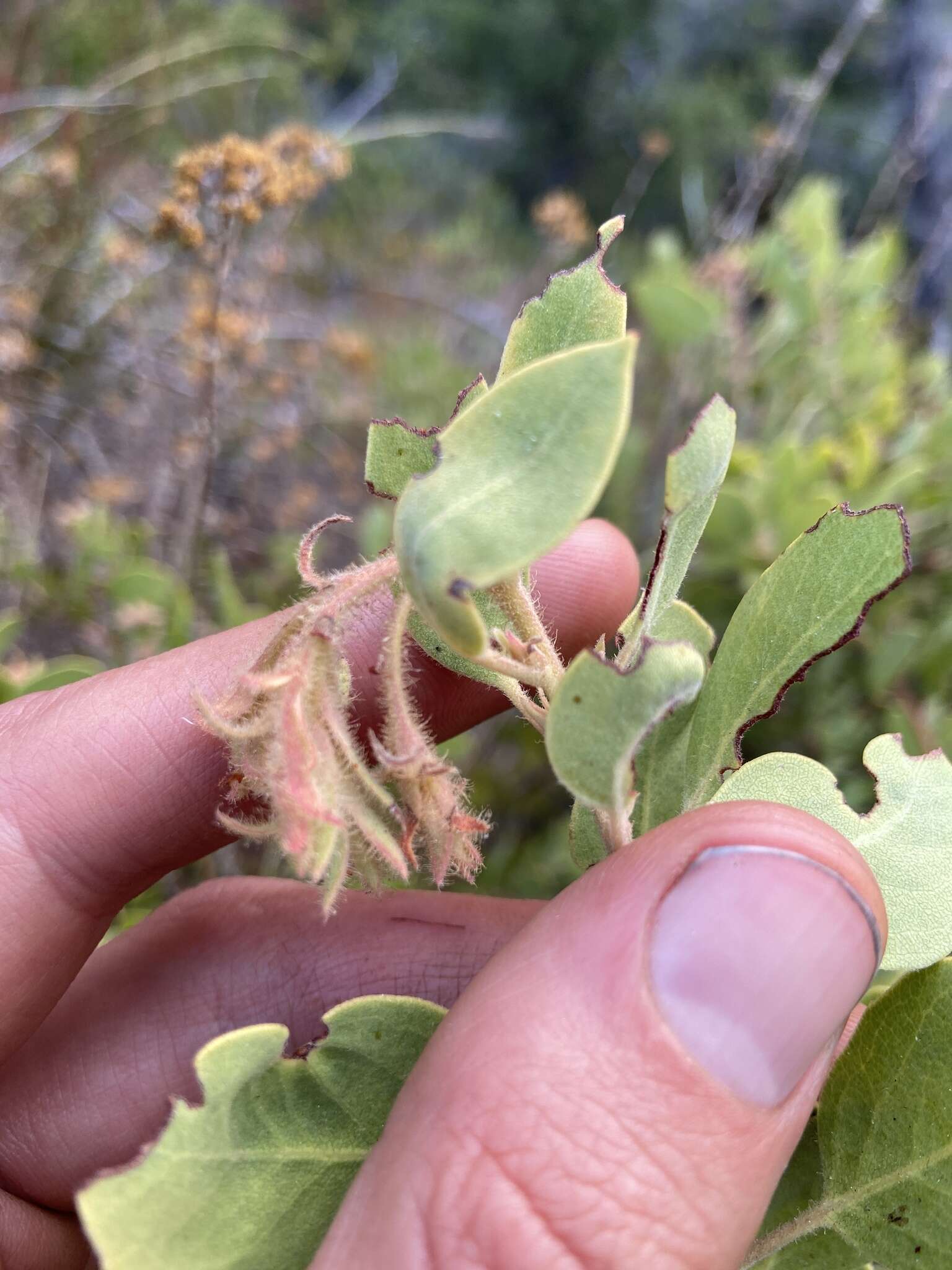 Слика од Arctostaphylos glandulosa subsp. zacaensis (Eastw.) P. V. Wells