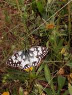 Image of Melanargia lucasi Rambur 1858