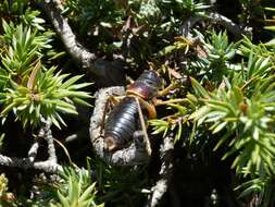 Image of Sierra Nevadan Saddle Bush-cricket