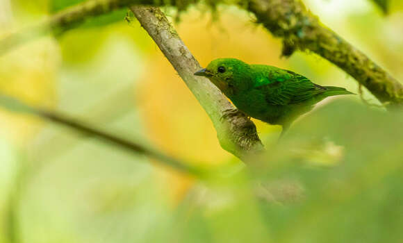 Imagem de Chlorochrysa nitidissima Sclater & PL 1874