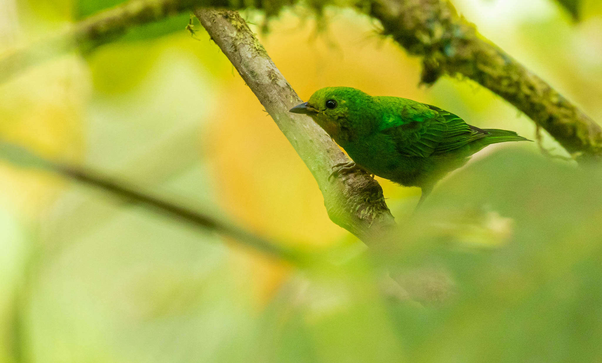 Image of Multicolored Tanager