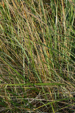 Imagem de Ammophila breviligulata Fernald