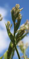 Image of Arthropodium bifurcatum Heenan, A. D. Mitch. & de Lange