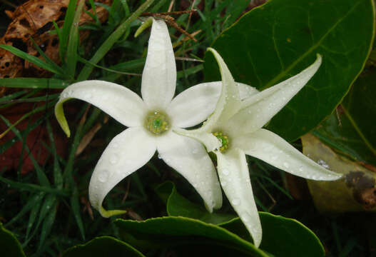 Jaborosa integrifolia Lam. resmi