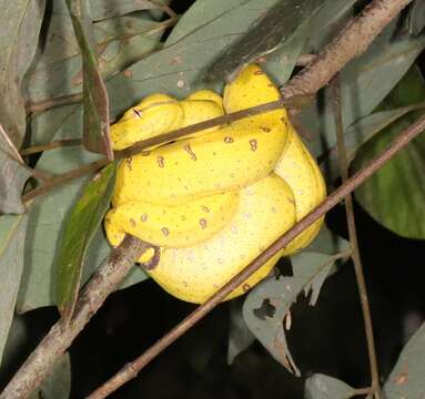 Image of Green Python